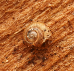 Paralaoma hobarti