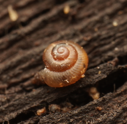 Paralaoma hobarti observed 2022-05-22