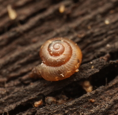 Paralaoma hobarti