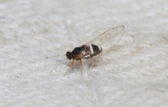 Bactericera dorsalis