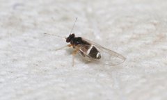 Bactericera dorsalis