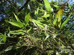 Phyllostachys makinoi