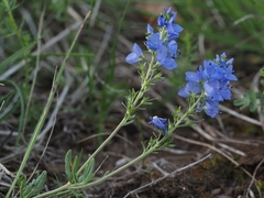 Veronica satureiifolia