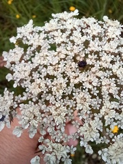 Daucus carota