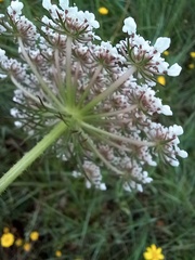 Daucus carota