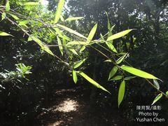 Phyllostachys makinoi