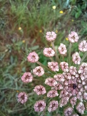 Daucus carota