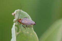 Ectobius erythronotus