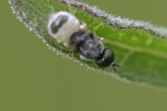 Nemotelus pantherinus