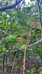 Psittacanthus dichrous