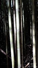 Phyllostachys makinoi