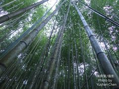 Phyllostachys makinoi