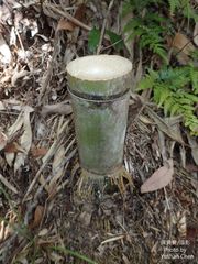 Phyllostachys makinoi