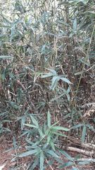 Phyllostachys makinoi