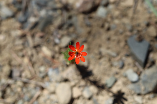 Image of Scarlet Pheasant's-Eye (Adonis flammea) by (c) Edmundas Greimas, some rights reserved (CC BY)
