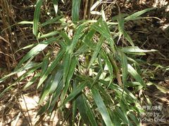Phyllostachys makinoi
