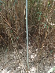 Phyllostachys makinoi