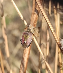 Dolycoris