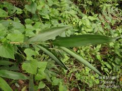 Phyllostachys makinoi