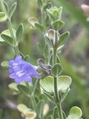 Scutellaria parvula