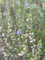 Scutellaria parvula