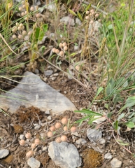 Physaria ovalifolia alba