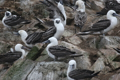 Peruvian Booby photo 6