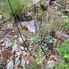 Physaria ovalifolia alba