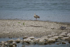 Alopochen aegyptiaca