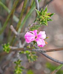 Acmadenia maculata