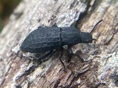 Polypleurus perforatus