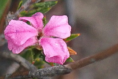 Acmadenia maculata
