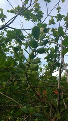 Psittacanthus dichrous