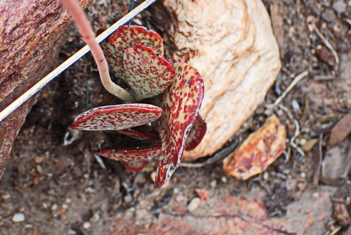Adromischus triflorus