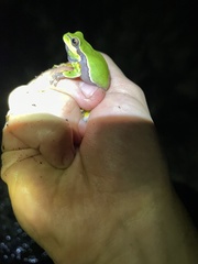 Hyla andersonii