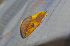 Cicia pamala
