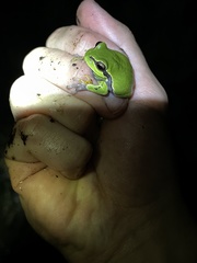 Hyla andersonii