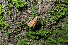Paracymoriza cataclystalis