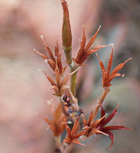 Adromischus triflorus