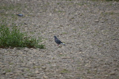Columba livia domestica