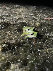 Hyla andersonii