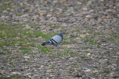 Columba livia domestica