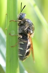 Stratiomys singularior