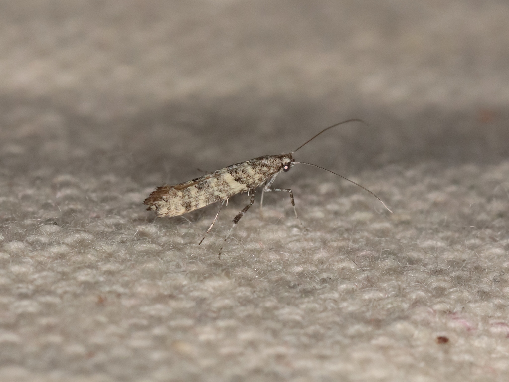 Caloptilia atomosella