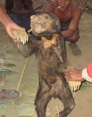 Helarctos malayanus malayanus