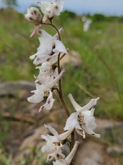 Delphinium carolinianum virescens