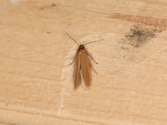 Holcocera immaculella