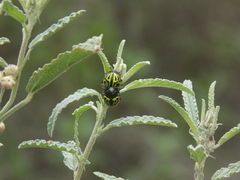 Calligrapha mexicana