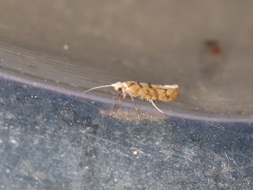 Juniper Seed Moth photo 4