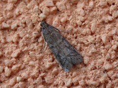 Ephestia elutella